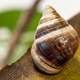 George, el último caracol de la especie Achatinella apexfulva